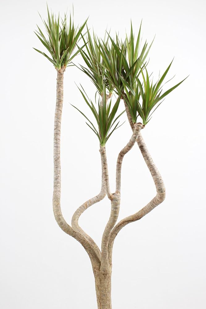 ［現品］18番　ドラセナ　コンシンネ　曲がり　8号　観葉植物　大型　室内 観葉植物 ドラセナ コンシンネ 8号 曲り（龍） テラニアス ロー